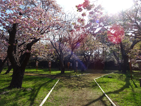 桜見本園