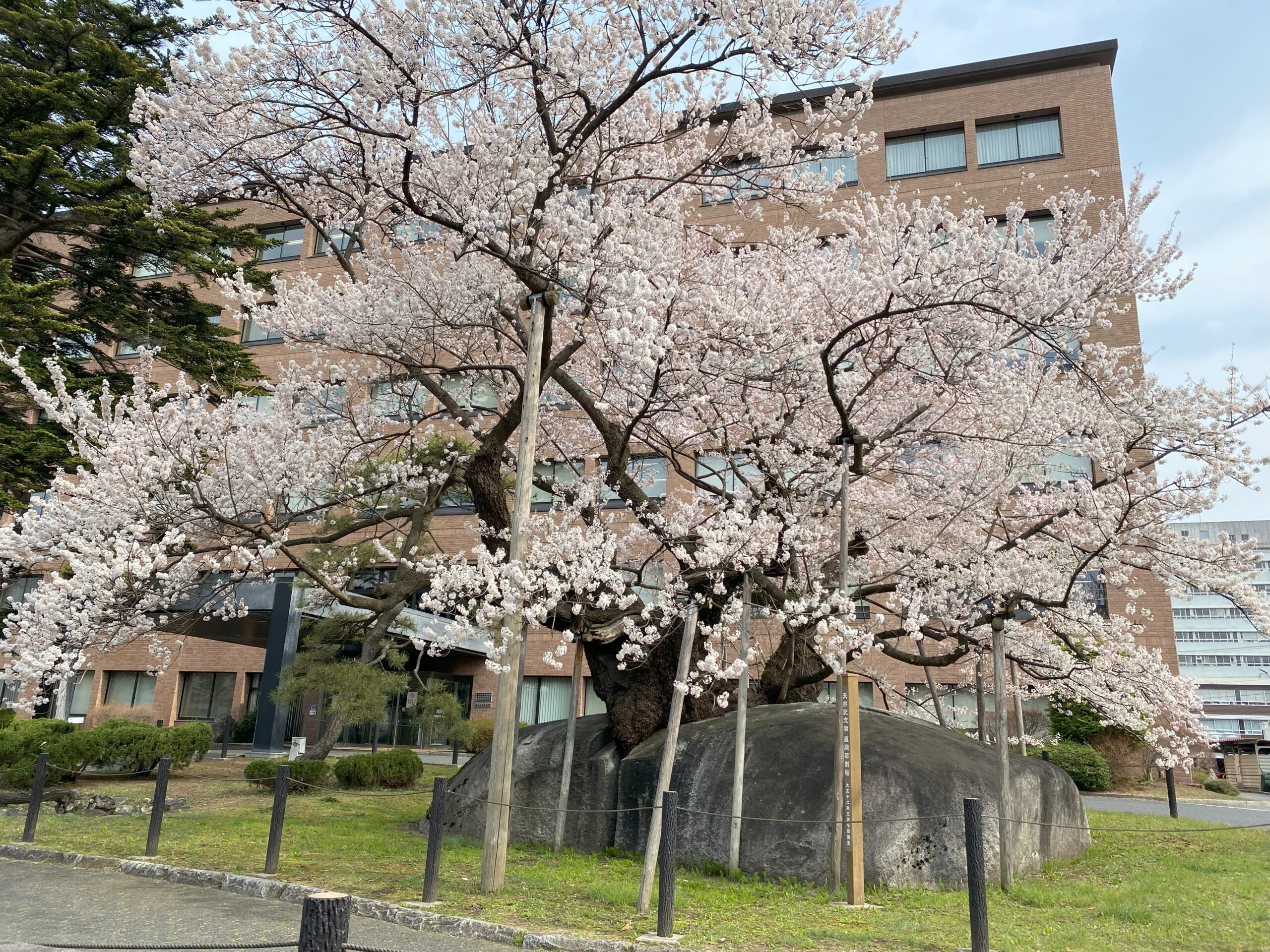 石割桜